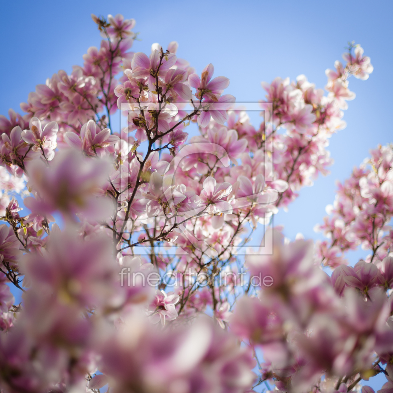 Bild-Nr.: 11218026 Magnolienbaum in voller Blüte erstellt von janschuler