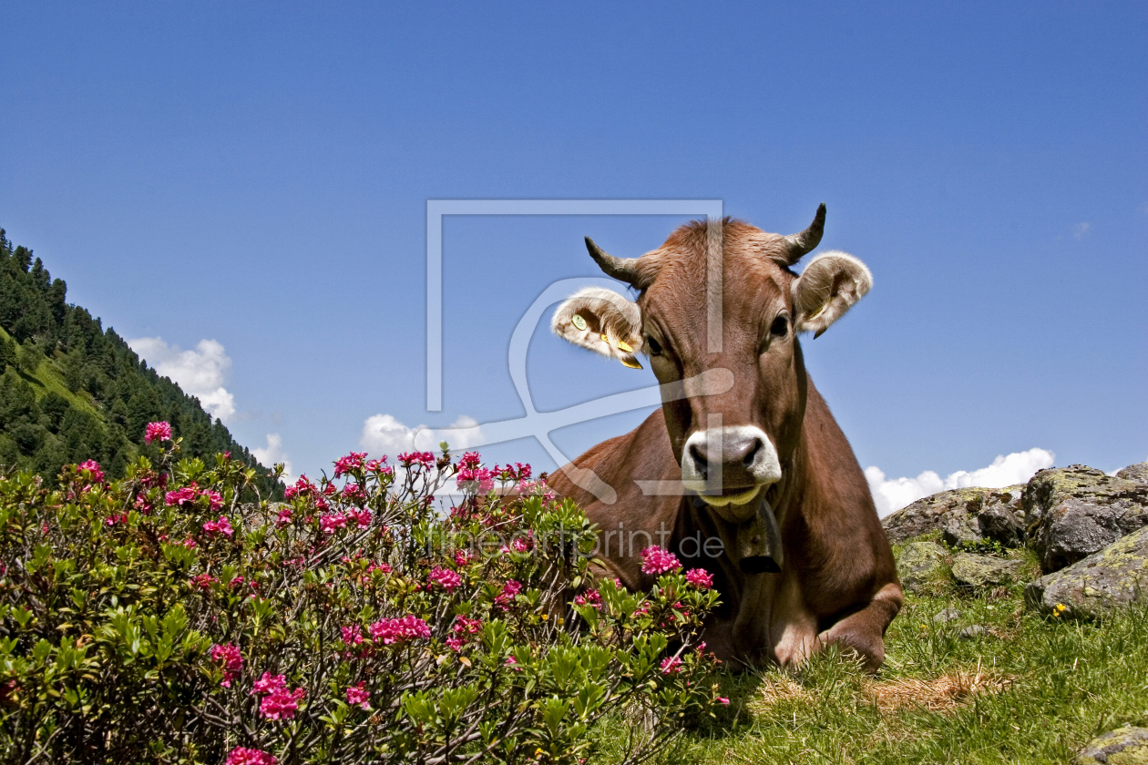 Bild-Nr.: 11221542 Kuh mit Alpenrosen erstellt von EderHans