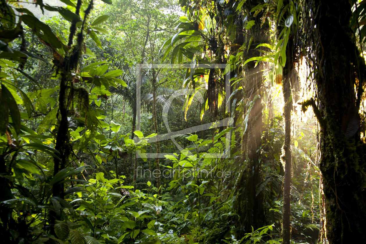 Bild-Nr.: 11233022 Dschungel erstellt von reisefoto