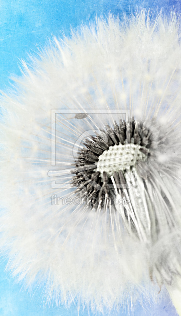 Bild-Nr.: 11244090 Pusteblume erstellt von Heike  Hultsch