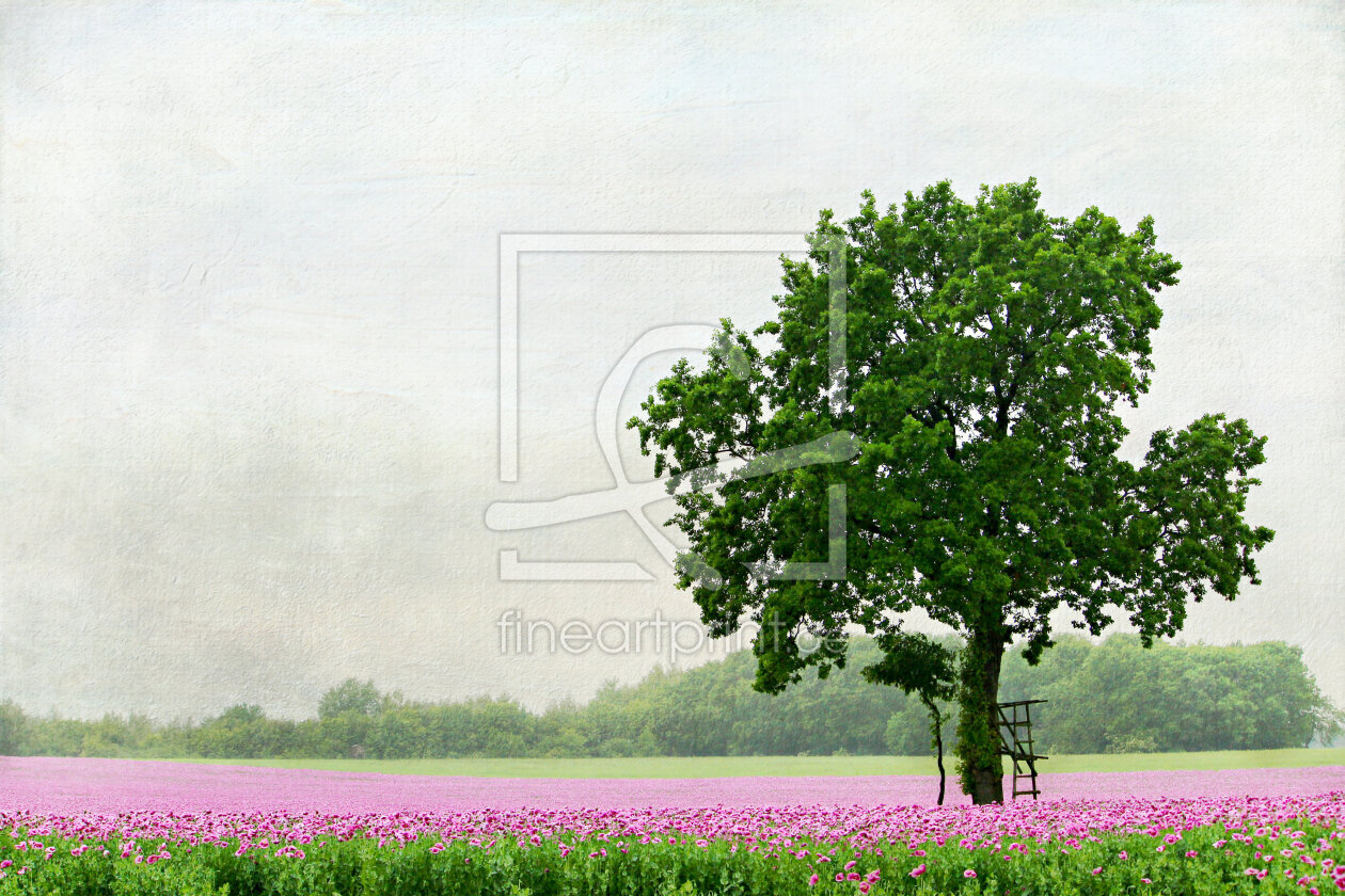 Bild-Nr.: 11266326 Ein Tag im Mohn erstellt von Heike  Hultsch