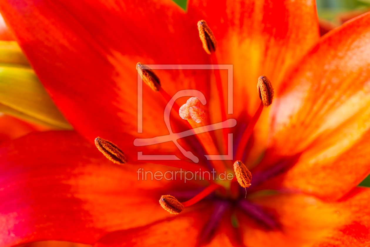 Bild-Nr.: 11273782 Blütenstand rote Lilie 10 erstellt von Erhard Hess