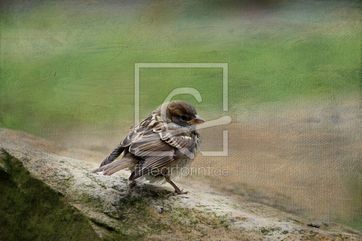 Bild-Nr.: 11296730 Neugieriger Spatz erstellt von Heike  Hultsch