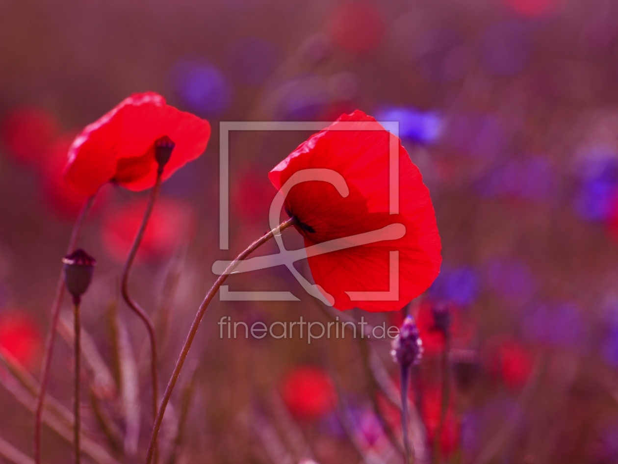 Bild-Nr.: 11379577 Mohnblumen erstellt von Renate Knapp