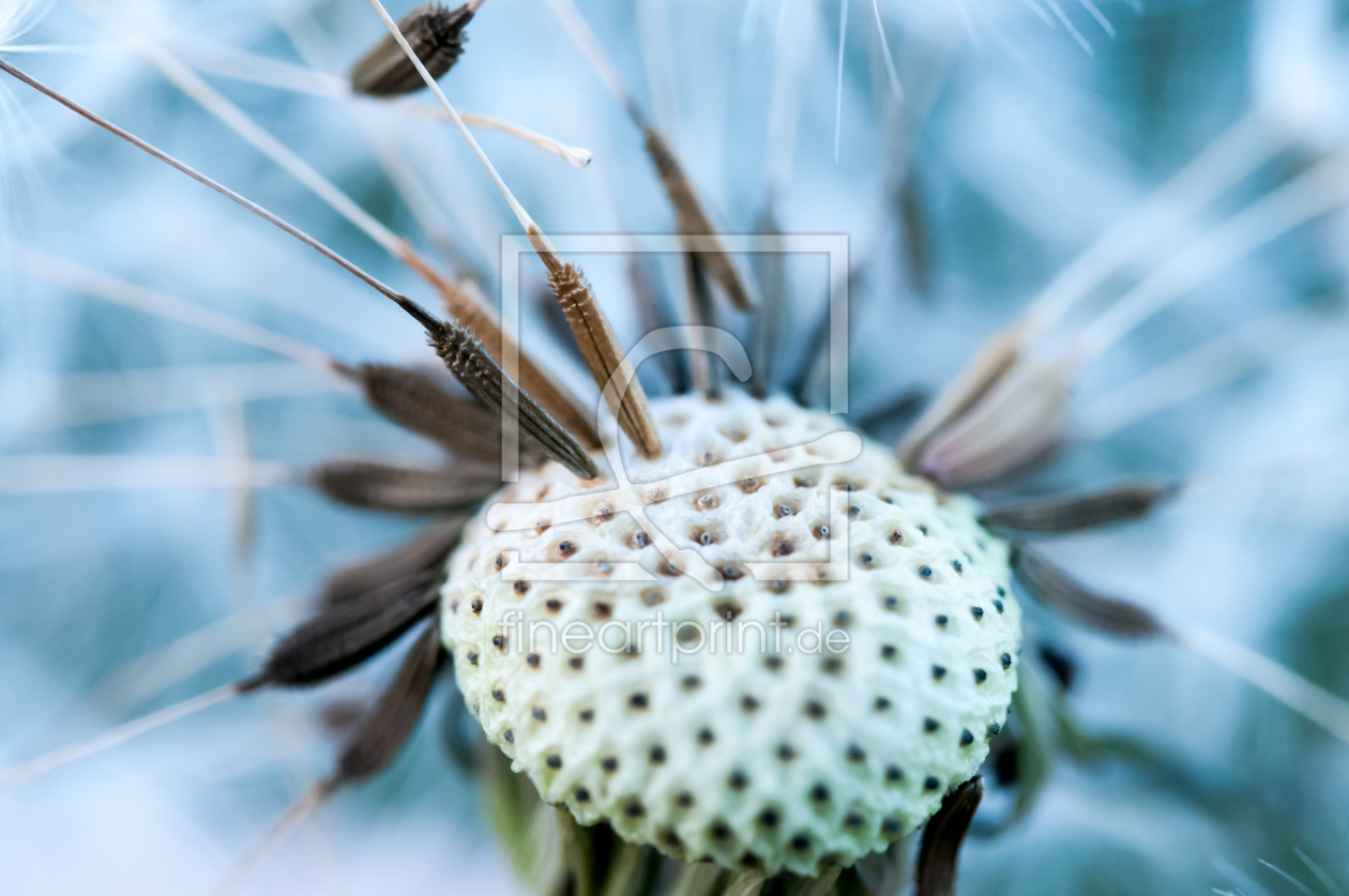 Bild-Nr.: 11383311 Pusteblume Makroaufnahme erstellt von uwejaeger