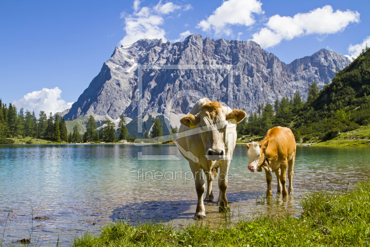 Bild-Nr.: 11400527 Kühe am See erstellt von EderHans