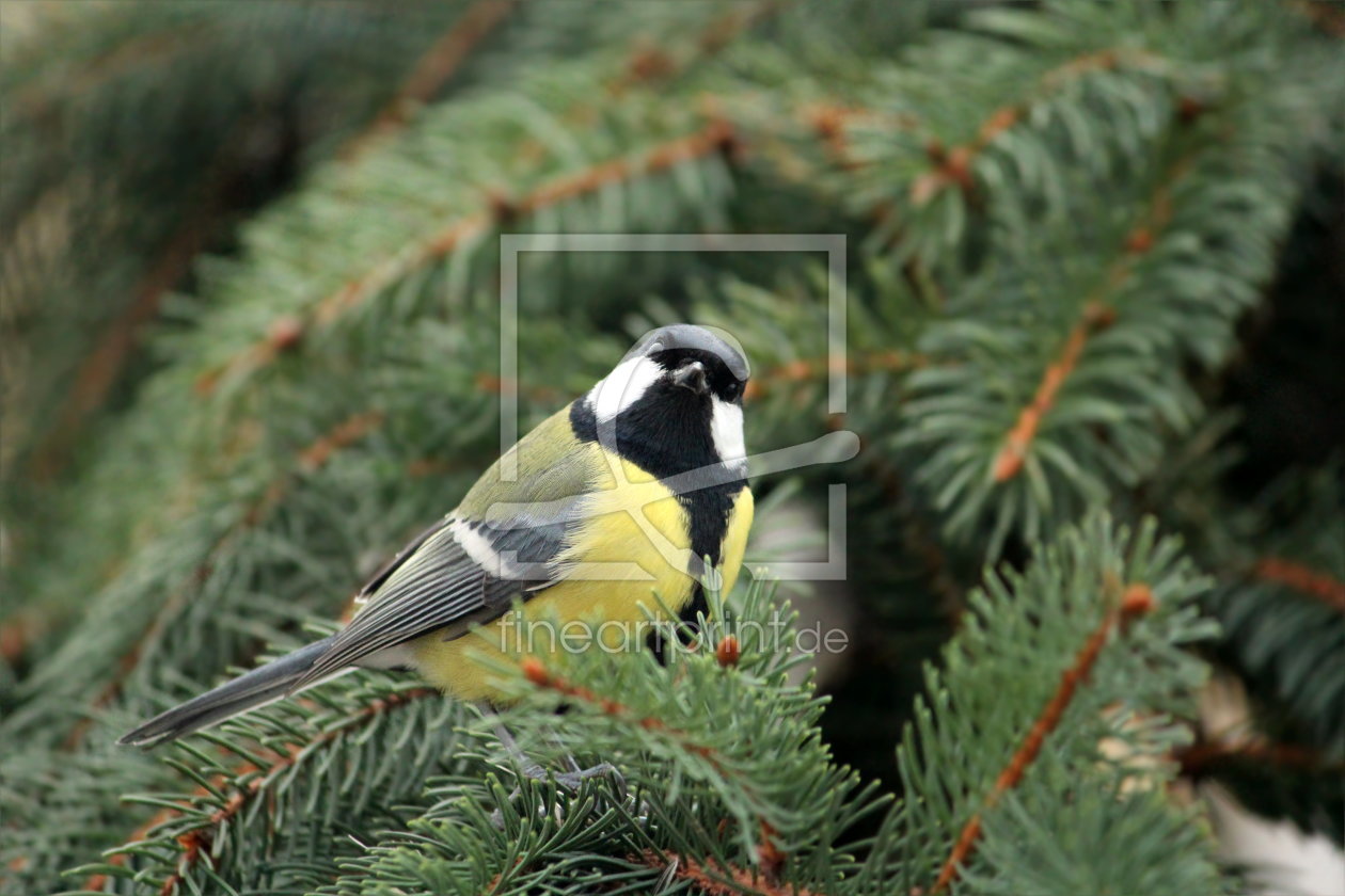 Bild-Nr.: 11400801 Kohlmeise in der Natur erstellt von Heike  Hultsch