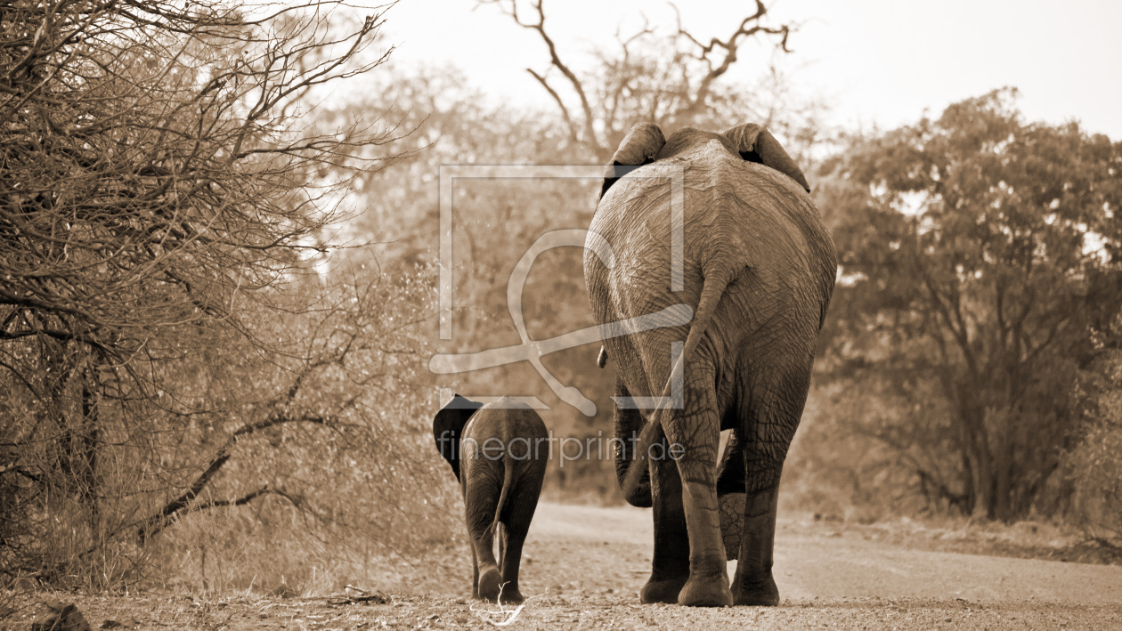 Bild-Nr.: 11415133 Zwei Elefanten Sepia erstellt von andreasschwalm