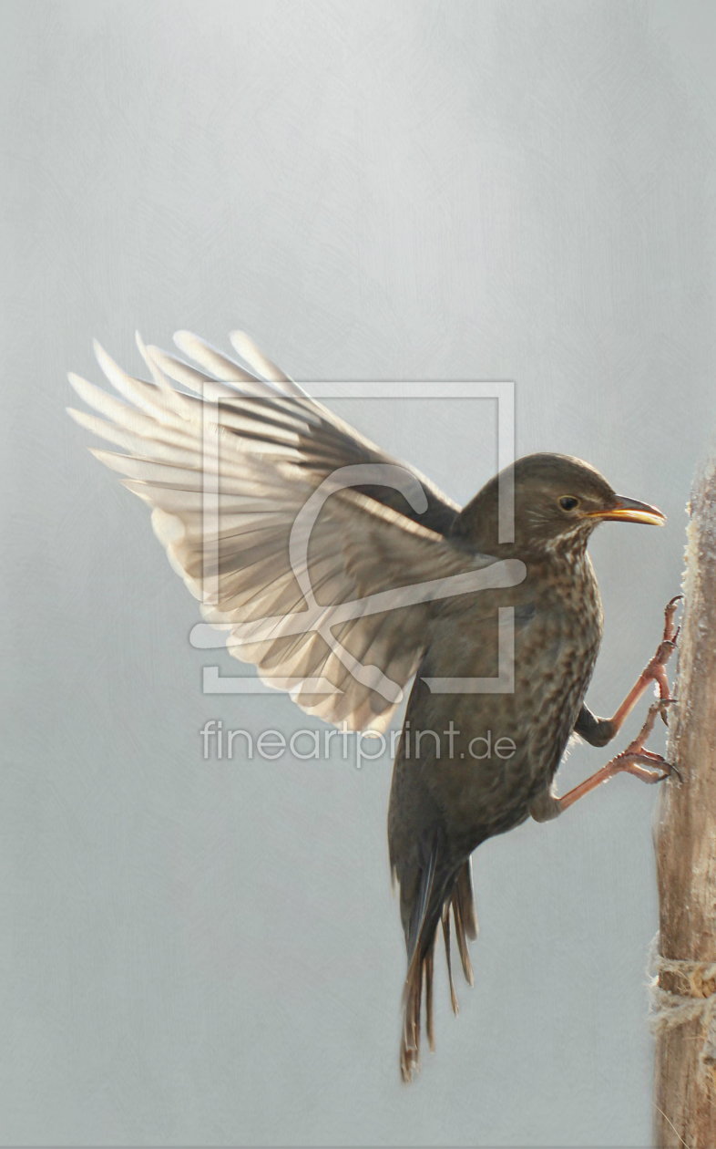 Bild-Nr.: 11418814 Amsel im Anfllug erstellt von Heike  Hultsch