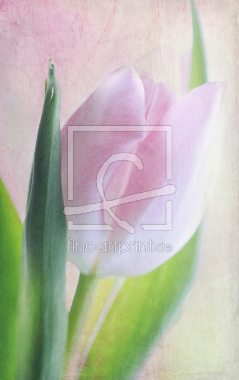 Bild-Nr.: 11426418 Tulpe Texturarbeit erstellt von Heike  Hultsch