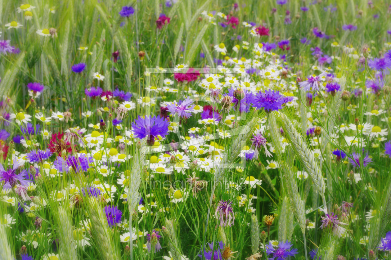 Bild-Nr.: 11457636 Sommerwiese im Kornfeld erstellt von Tanja Riedel