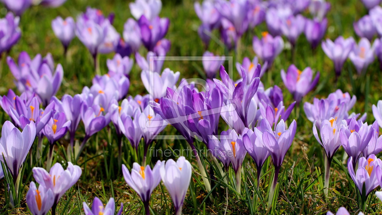 Bild-Nr.: 11468110 Krokusse erstellt von Heike  Hultsch
