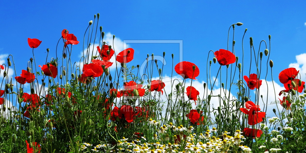 Bild-Nr.: 11475048 Mohnblumenwiese erstellt von Renate Knapp