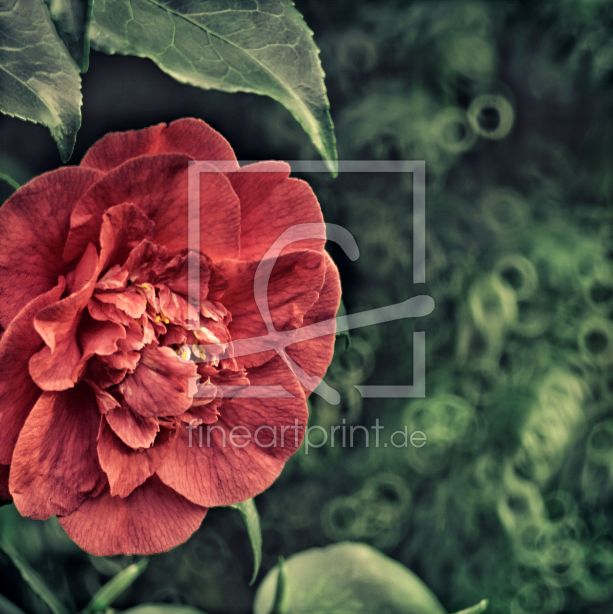 Bild-Nr.: 11482285 Vintage Camellia erstellt von Rolf Eschbach