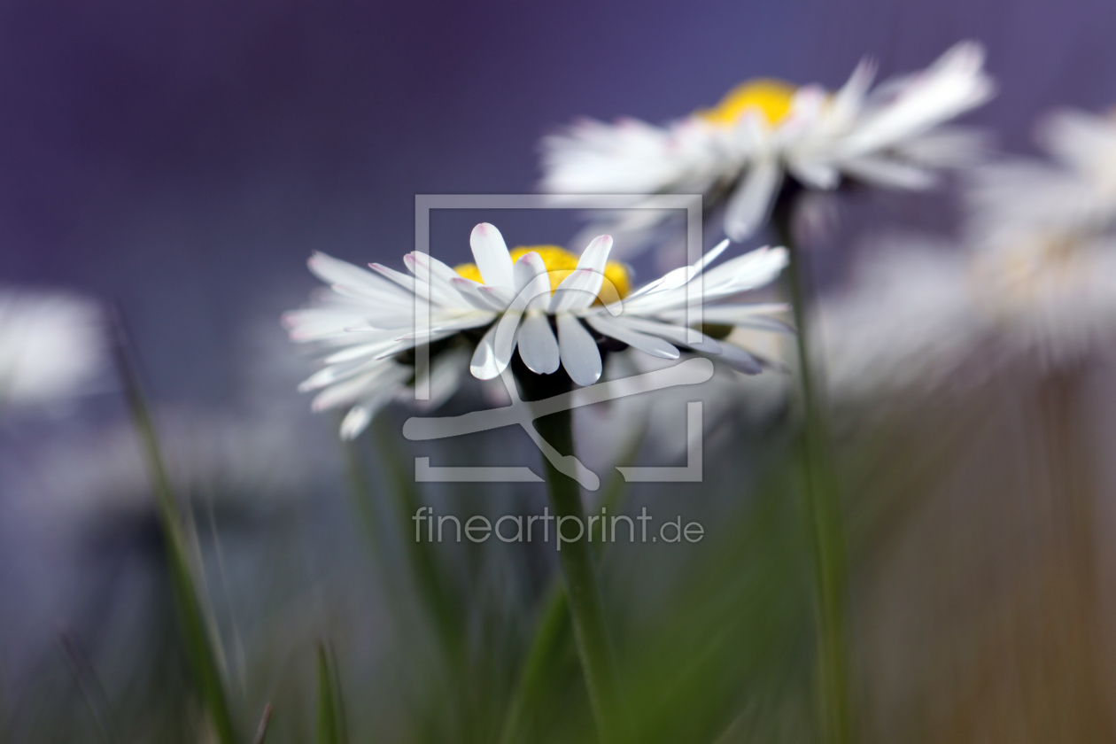 Bild-Nr.: 11484454 Gänseblümchen Bellis perennis  erstellt von Renate Knapp