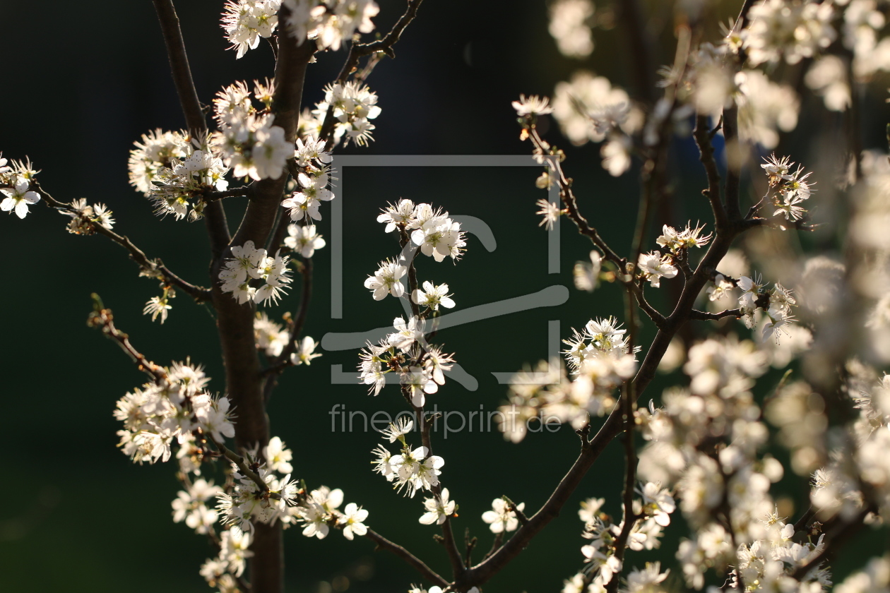 Bild-Nr.: 11487820 Schlehdorn Prunus spinosa erstellt von Renate Knapp