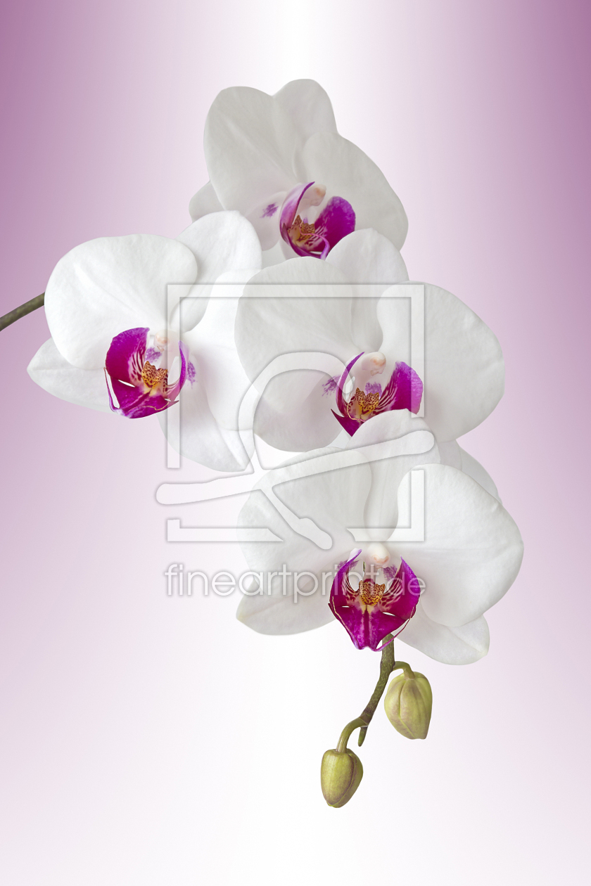 Bild-Nr.: 11497587 Orchidee Phalaenopsis - orchid phal erstellt von Callisto