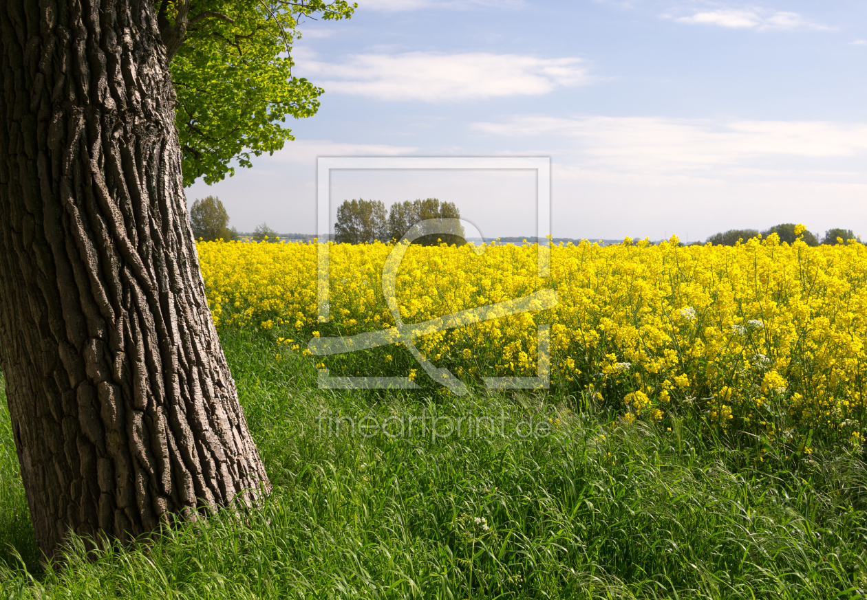 Bild-Nr.: 11507520 Rügen Lancken Rapsfeld erstellt von Michael Rechter
