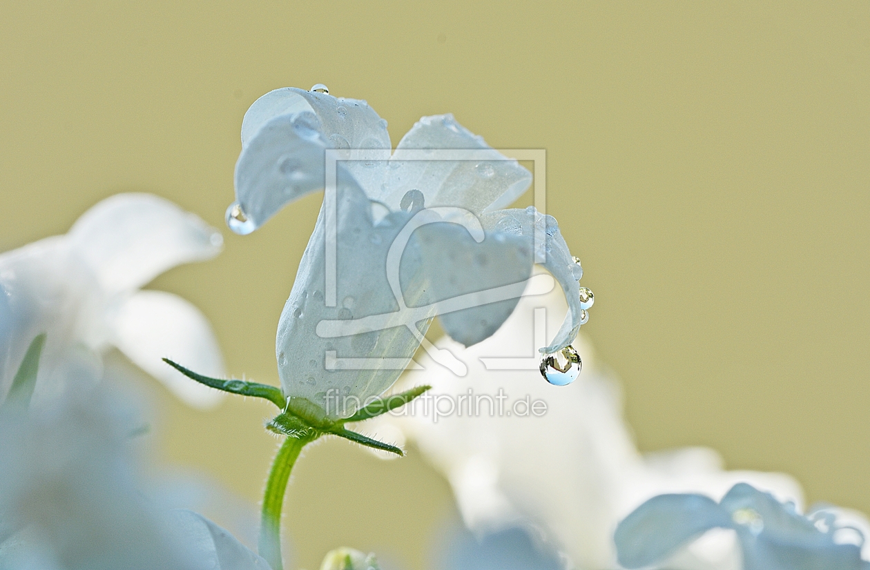 Bild-Nr.: 11527408 Glockenblümchen erstellt von MarMIa