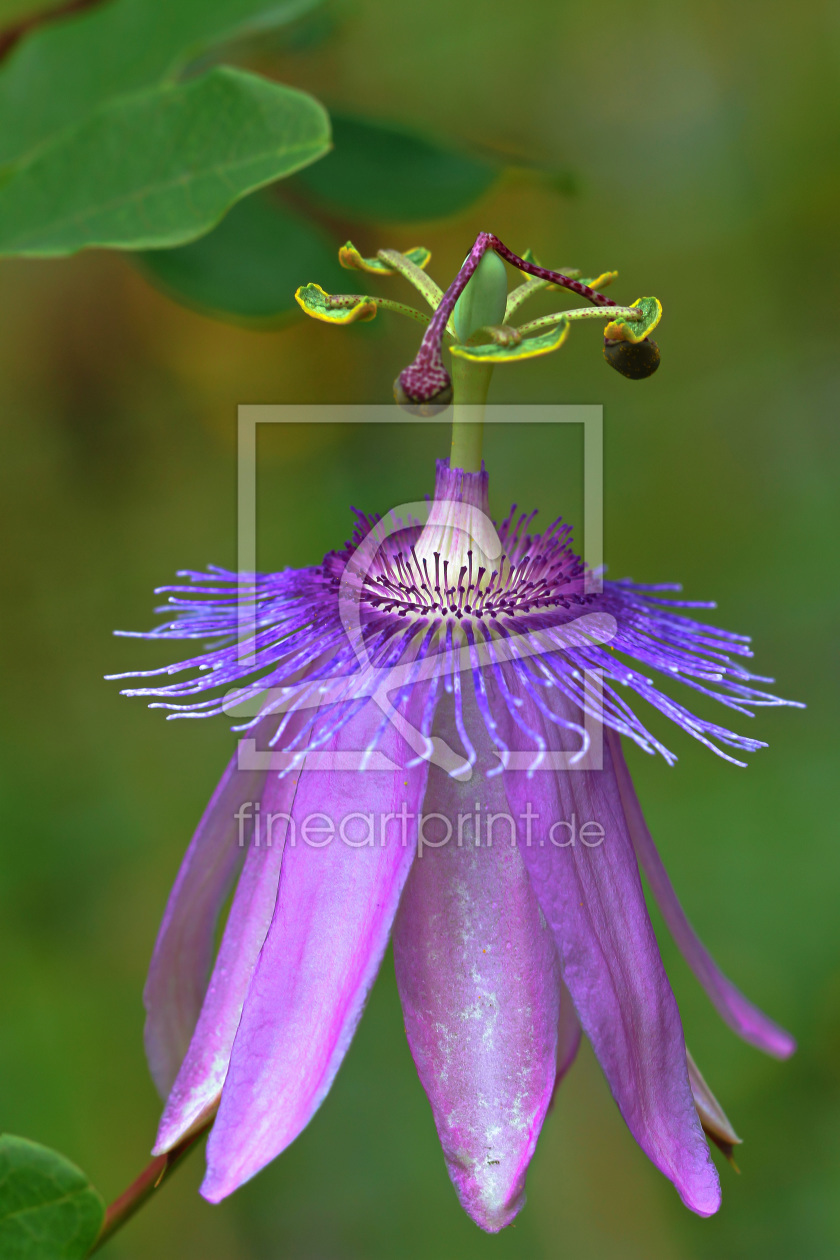 Bild-Nr.: 11554235 Passiflora erstellt von falconer59