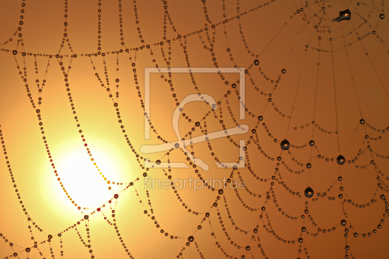Bild-Nr.: 11568200 Das Spinnennetz im Sonnenaufgang erstellt von falconer59