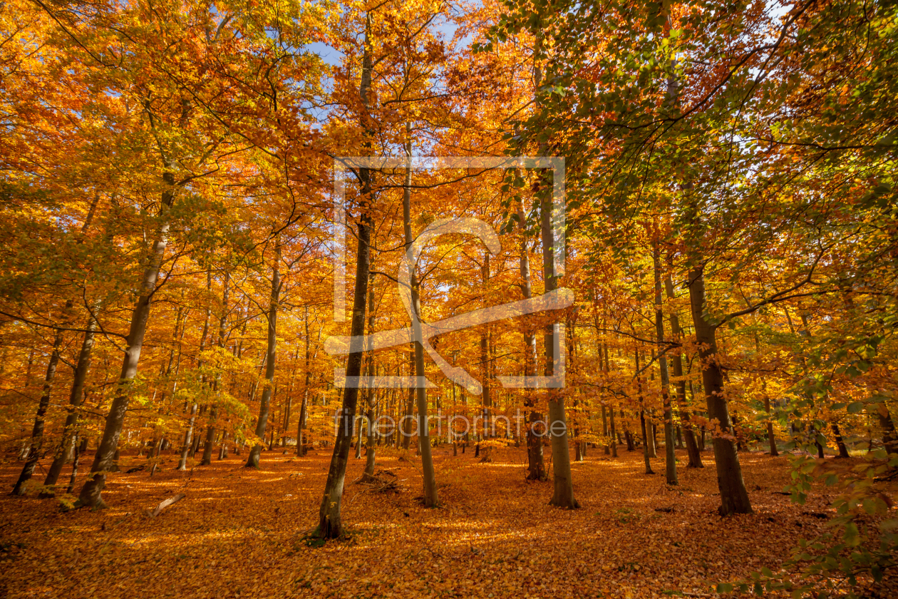 Bild-Nr.: 11604957 Herbstleuchten im Wald erstellt von FotoDeHRO
