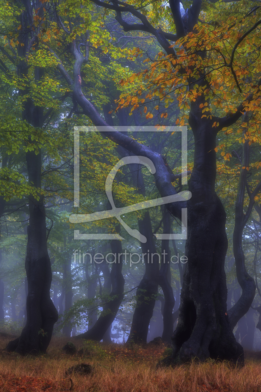 Bild-Nr.: 11626343 gespenstisch schöner Herbst erstellt von Daniela Beyer