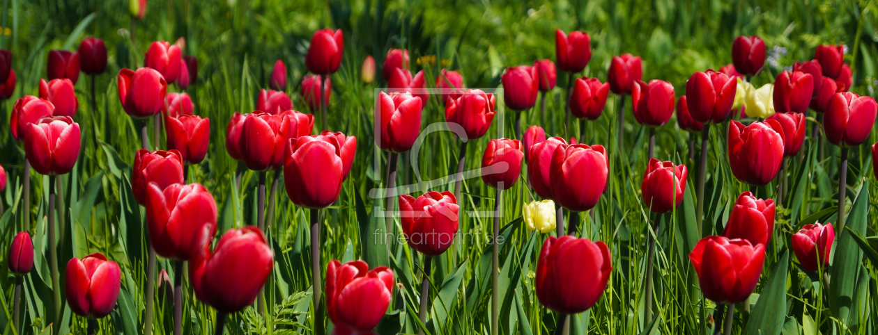 Bild-Nr.: 11683826 Rote Tulpen erstellt von Kunze Kunze