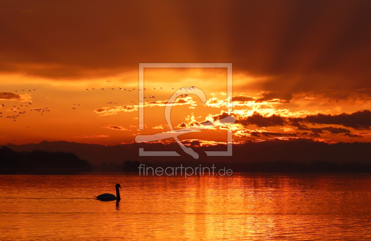 Bild-Nr.: 11686138 Schwan im Sonnenaufgang erstellt von Kunze Kunze