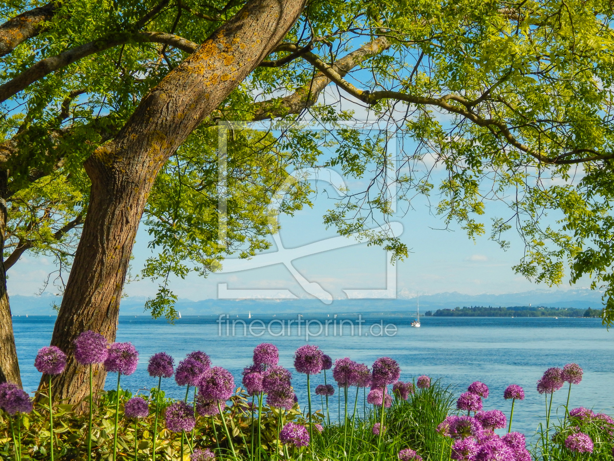 Bild-Nr.: 11696420 Seepromenade Überlingen im Frühling erstellt von Kunze Kunze