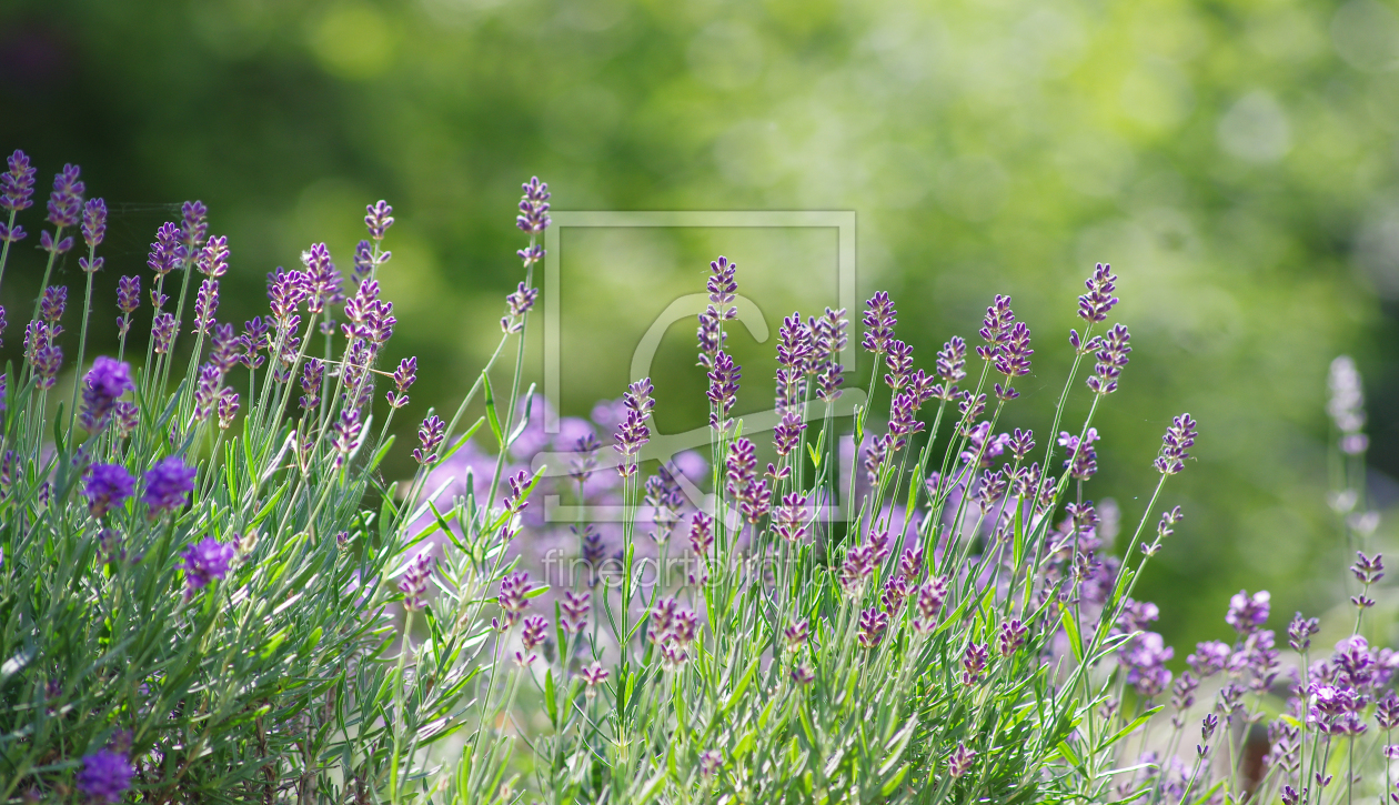 Bild-Nr.: 11710736 Lavendel im Sommer Garten erstellt von Tanja Riedel