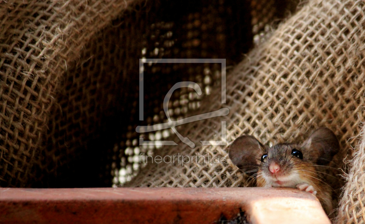 Bild-Nr.: 11728726 Neugieriges kleines Mäuschen erstellt von Heike  Hultsch