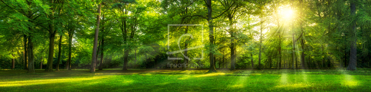 Bild-Nr.: 11754488 Wald Panorama mit Sonnenschein erstellt von eyetronic