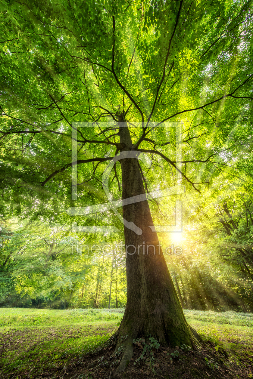 Bild-Nr.: 11754494 Grüner Baum im sonnigen Wald  erstellt von eyetronic