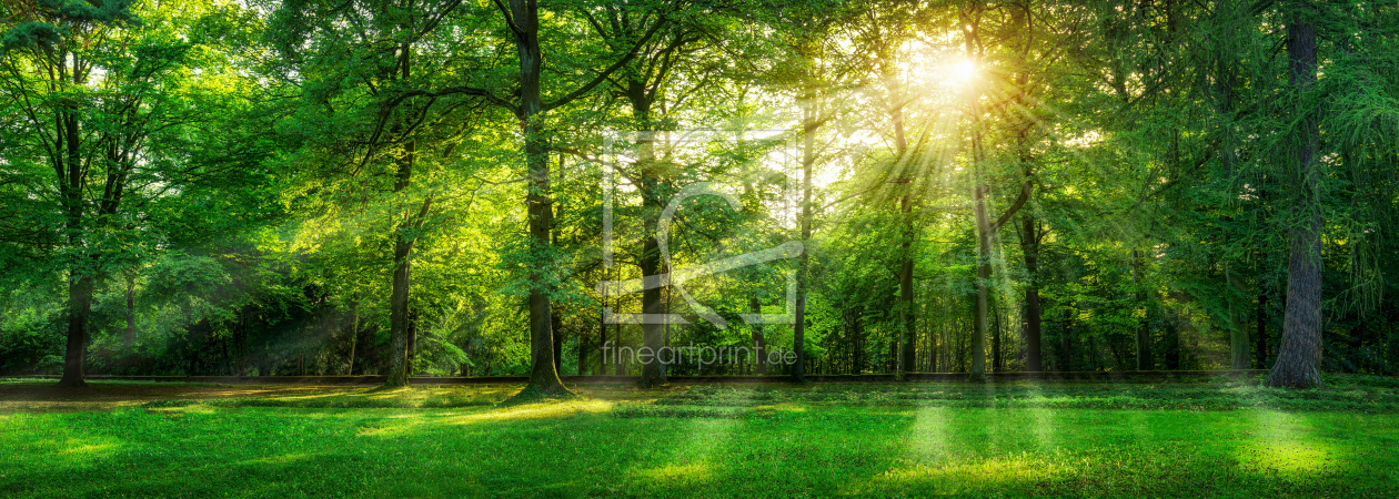 Bild-Nr.: 11765558 Wald Panorama im Sommer erstellt von eyetronic