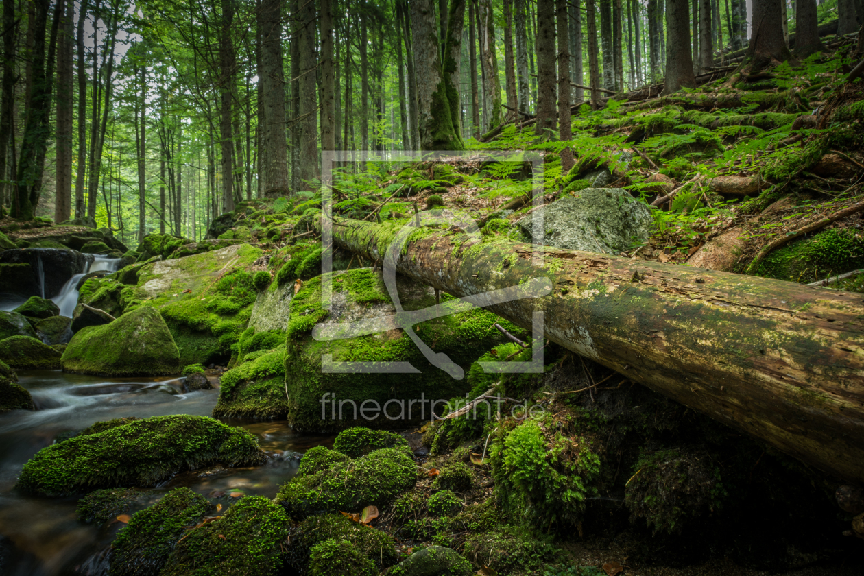 Bild-Nr.: 11864927 Grüner Wald Idylle mit Bach  erstellt von luxpediation