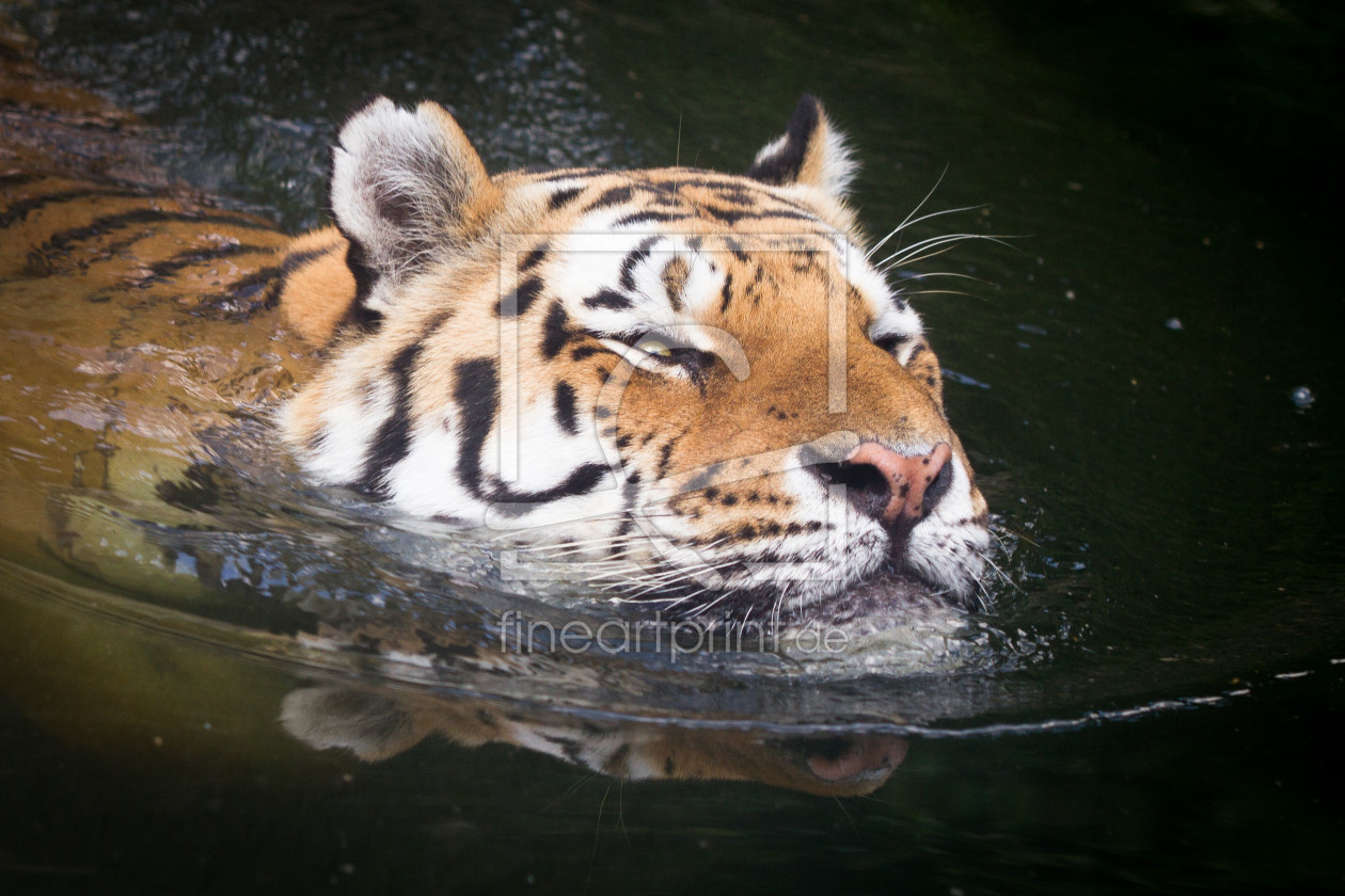 Bild-Nr.: 11877059 Tiger im Wasser erstellt von Cloudtail