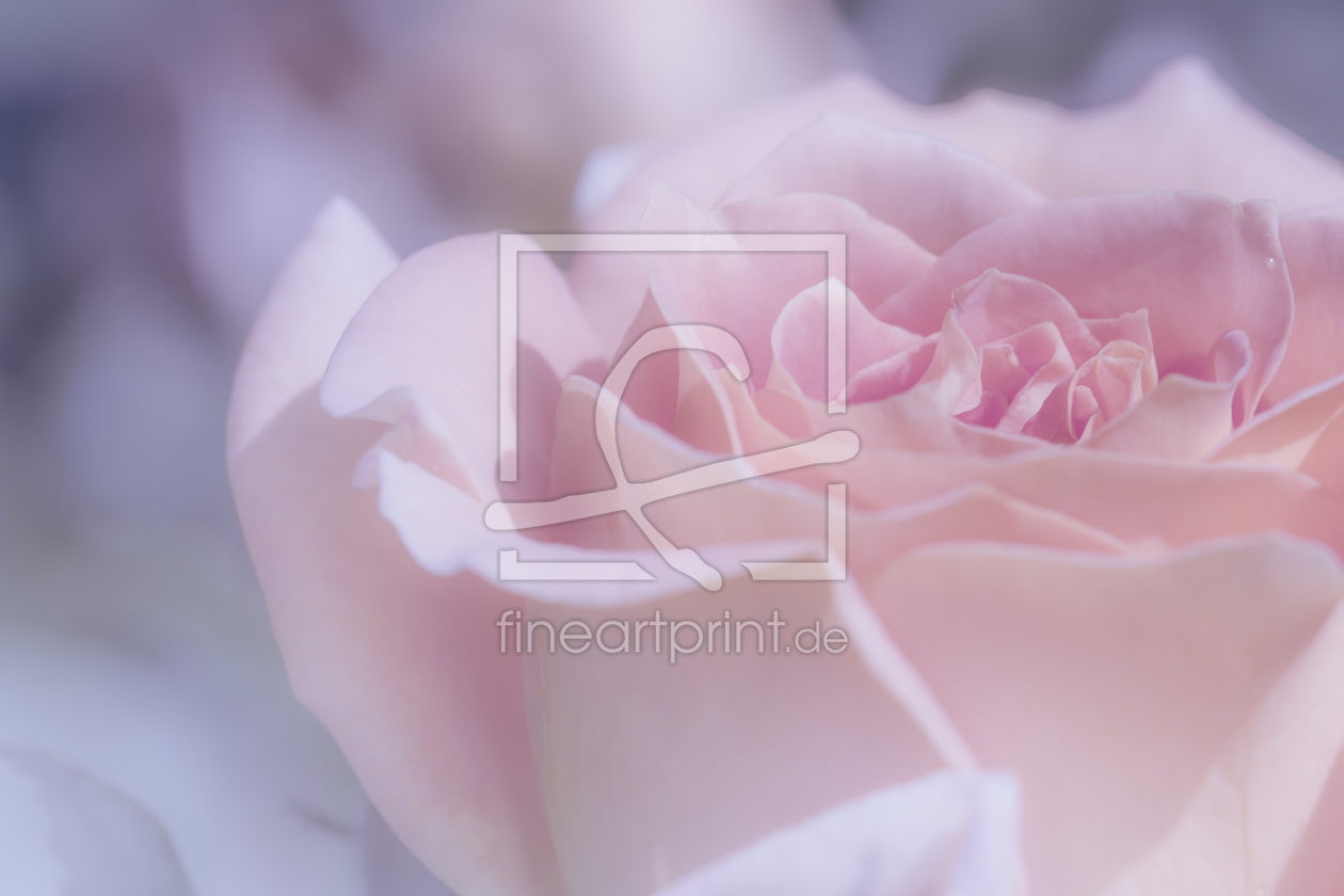 Bild-Nr.: 11877133 Rose in pastell erstellt von PassionPhotography