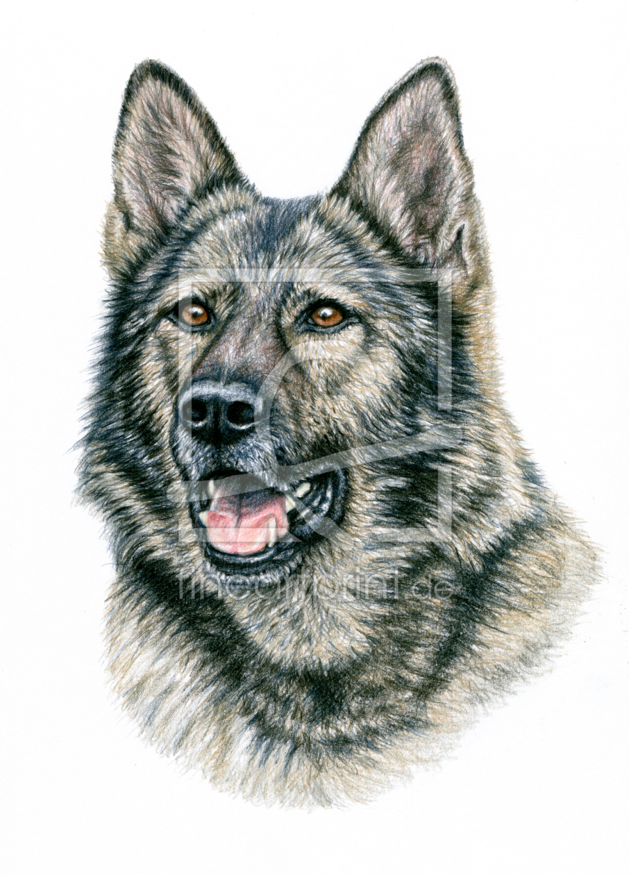Bild-Nr.: 11890093 Grauer Schäferhund Portrait erstellt von NicoleZeug
