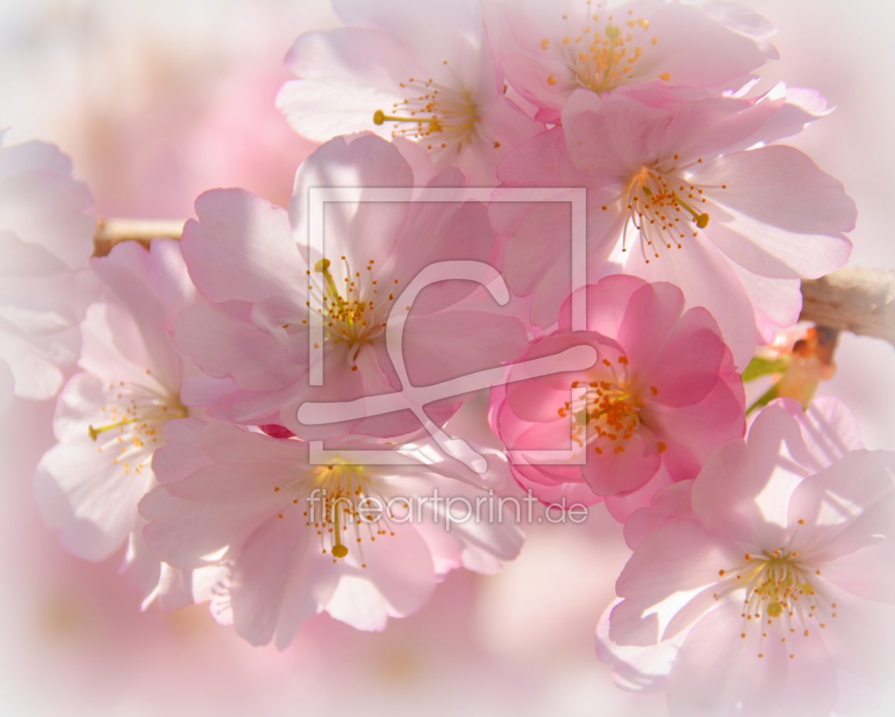 Bild-Nr.: 11895116 Frühlingsblütentraum erstellt von GUGIGEI