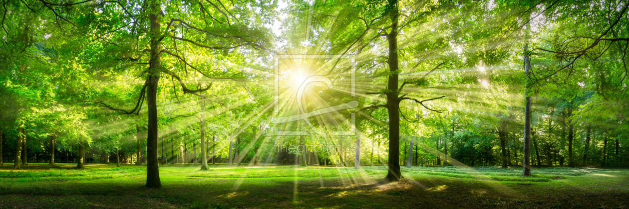Bild-Nr.: 11895762 Grünes Waldpanorama im Sonnenlicht erstellt von eyetronic