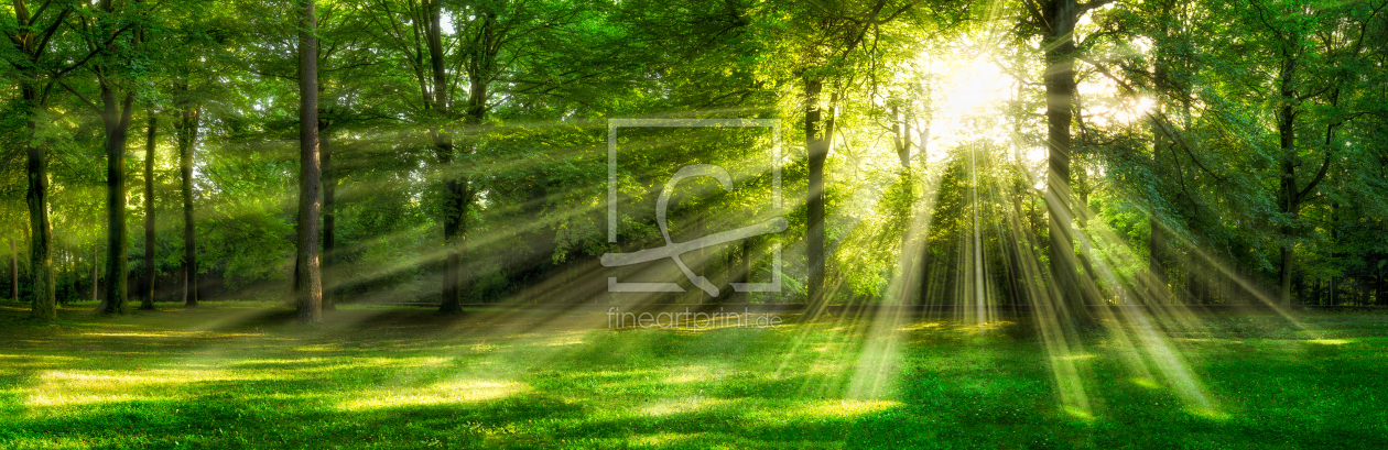 Bild-Nr.: 11897181 Grünes Waldpanorama im Sonnenlicht erstellt von eyetronic