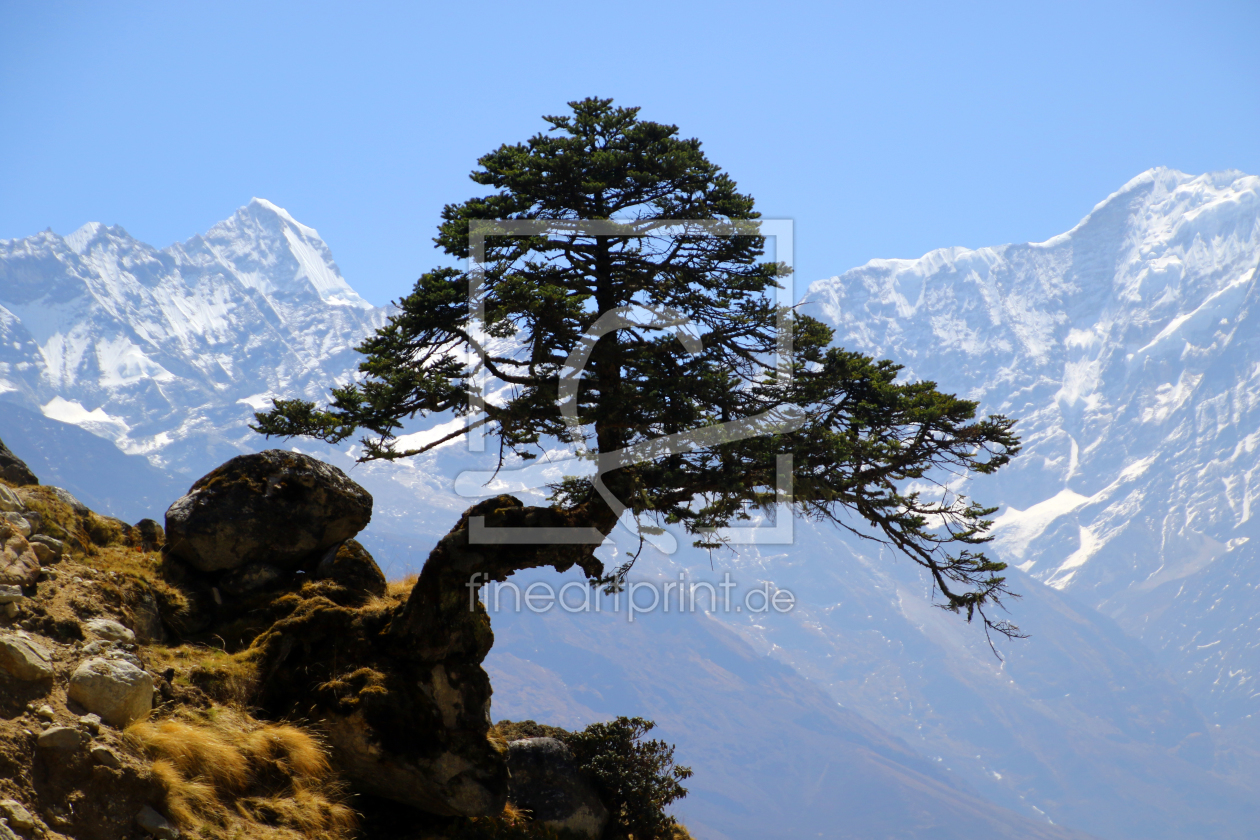 Bild-Nr.: 11901430 Himalaya Kiefer erstellt von Gerhard Albicker