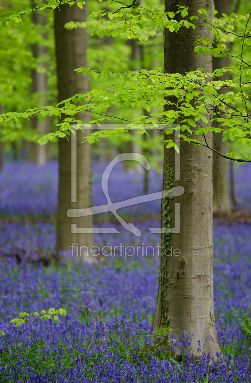 Bild-Nr.: 11909245 Blauer Wald erstellt von Christiane Dreher