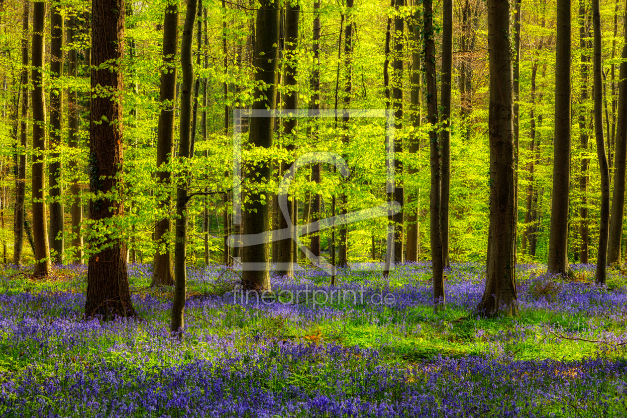 Bild-Nr.: 11920322 Frühlingswald mit Hasenglöckchen erstellt von Daniela Beyer