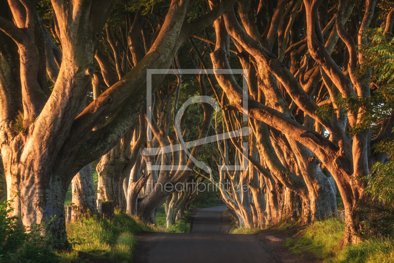 Bild-Nr.: 11926841 Irland - The Dark Hedges Sunrise erstellt von Jean Claude Castor