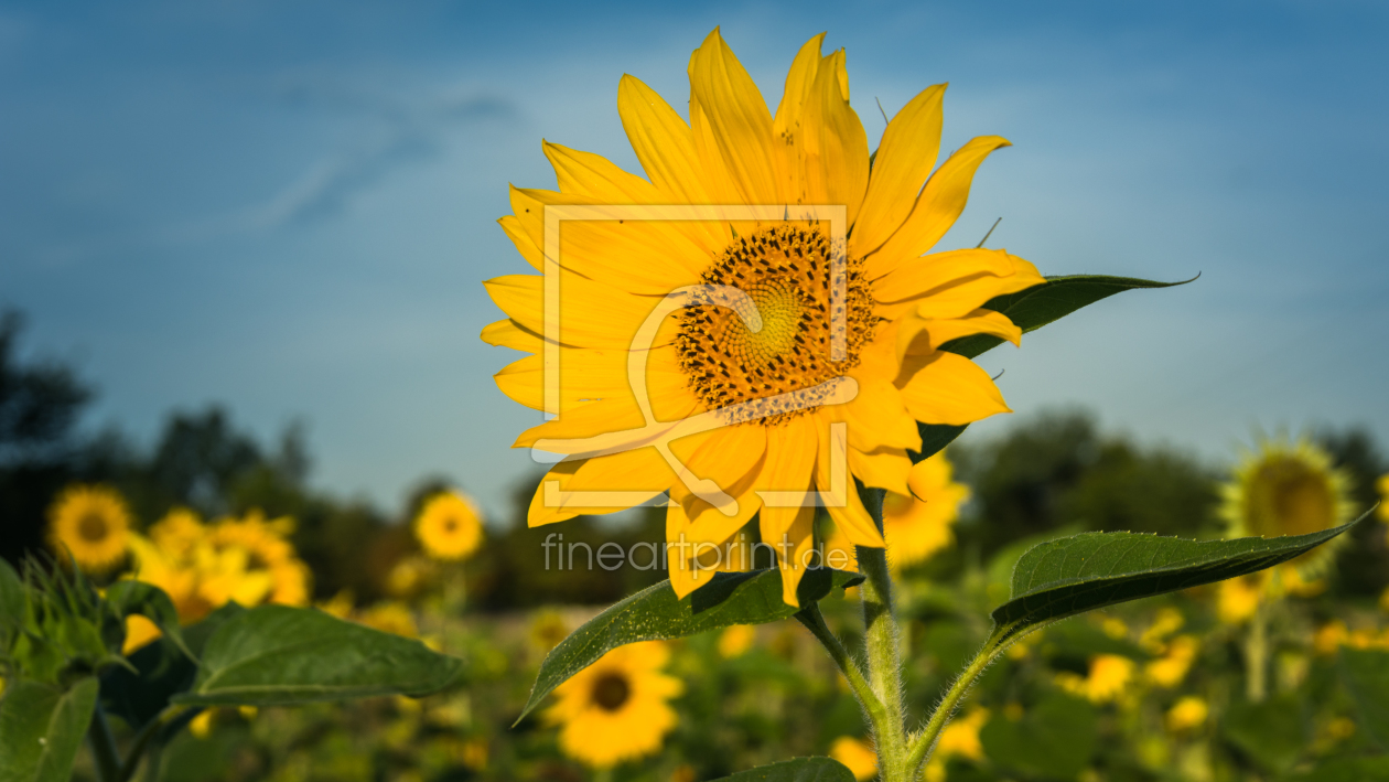 Bild-Nr.: 11927920 Sonnenblumen erstellt von luxpediation