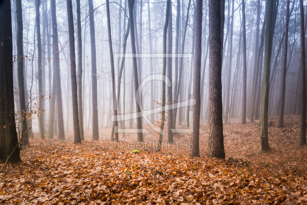 Bild-Nr.: 11972035 Frostiger Wald  erstellt von luxpediation