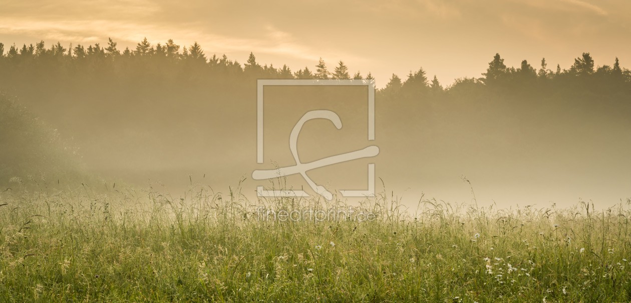Bild-Nr.: 11990205 Wiese im Morgenlicht - Panorama erstellt von luxpediation