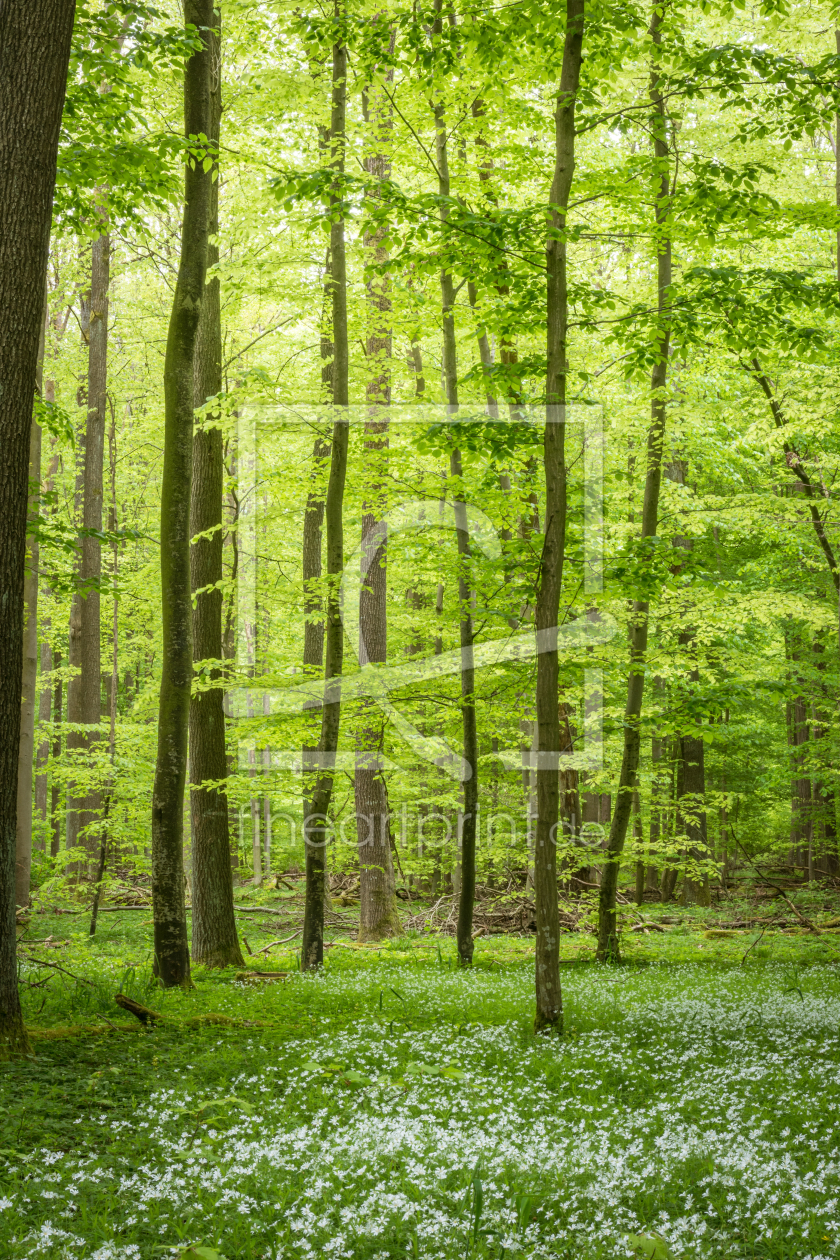 Bild-Nr.: 11993351 Frühling im Wald erstellt von luxpediation